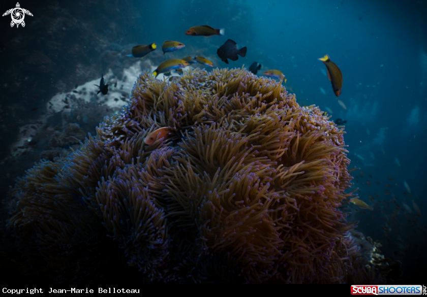 A Pink Skunk Clownfish