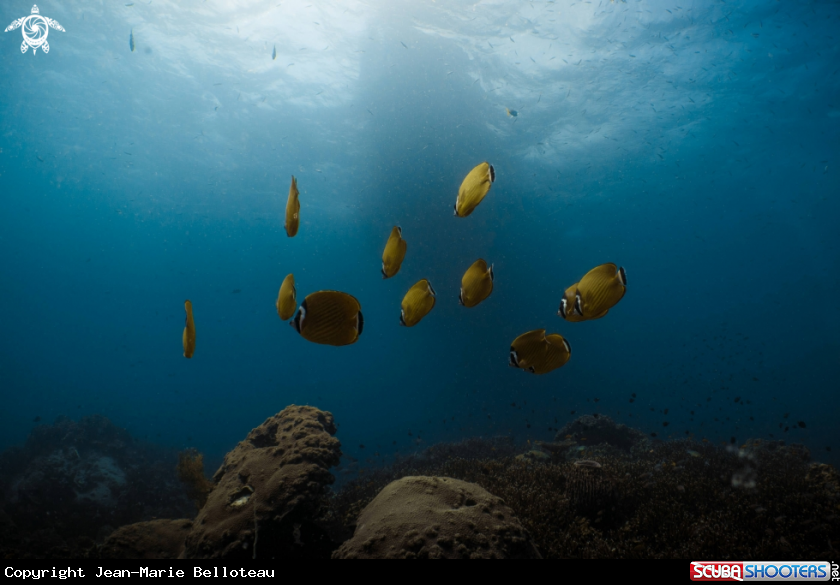 A Raccoon Butterflyfish