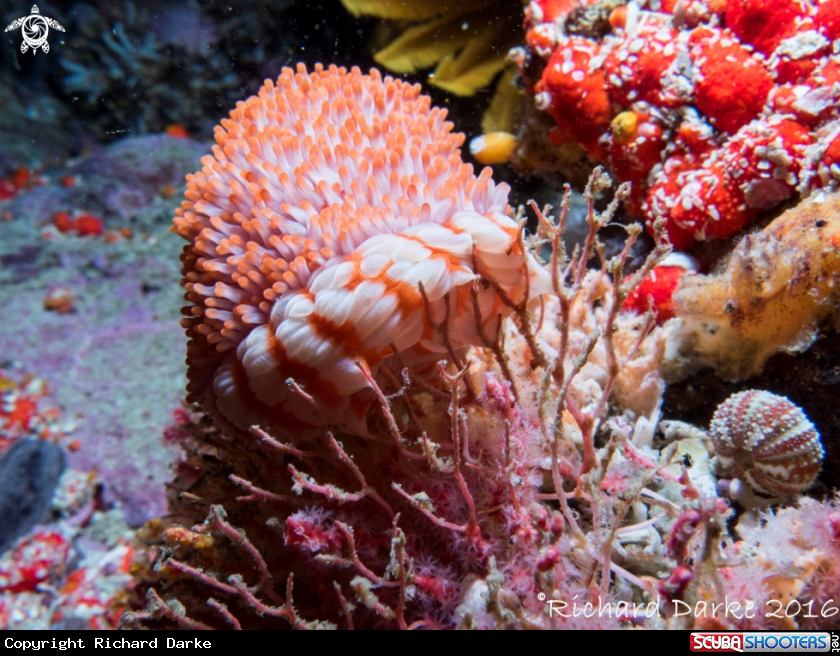 A Walking Anemone