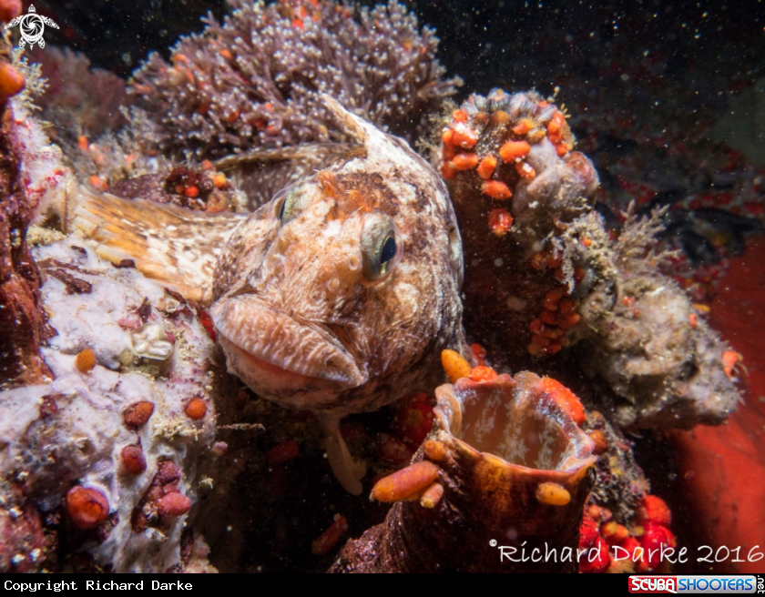 A Maned Blenny