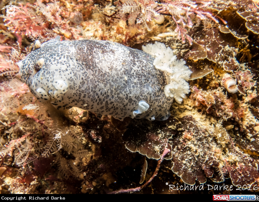 A Blue-speckled Nudibranch