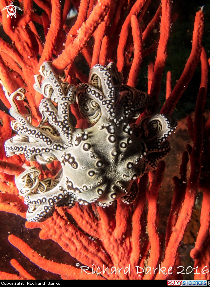 A Basket Star