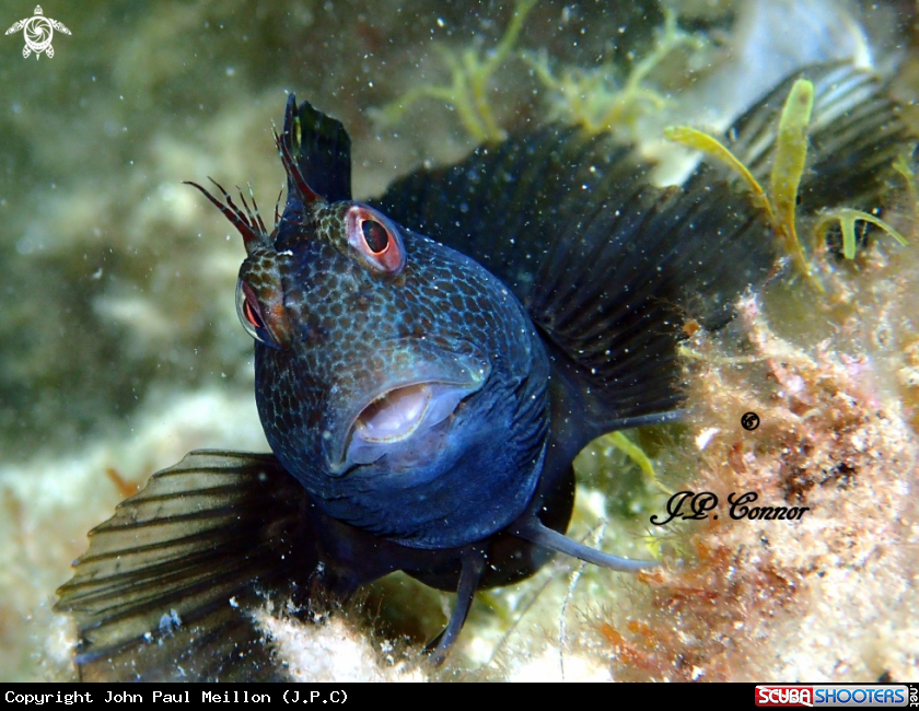 A Blennius niger