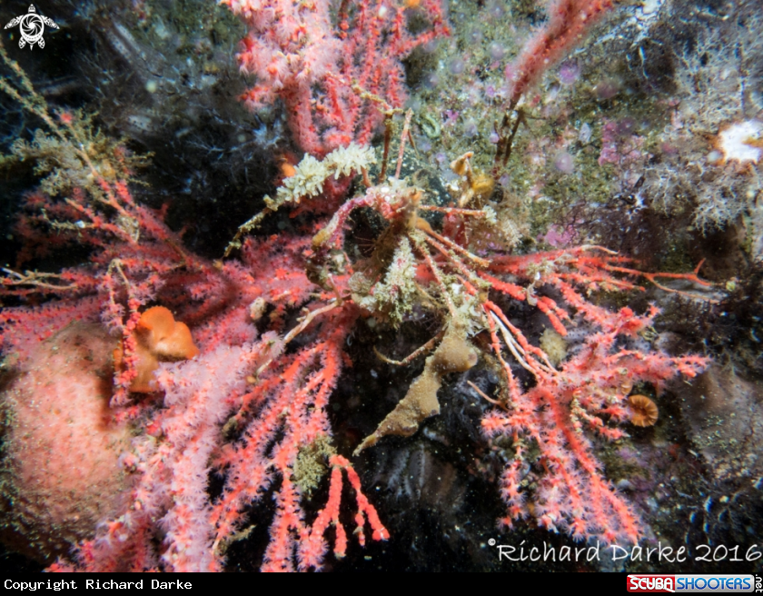 A Long Legged Spider Crab