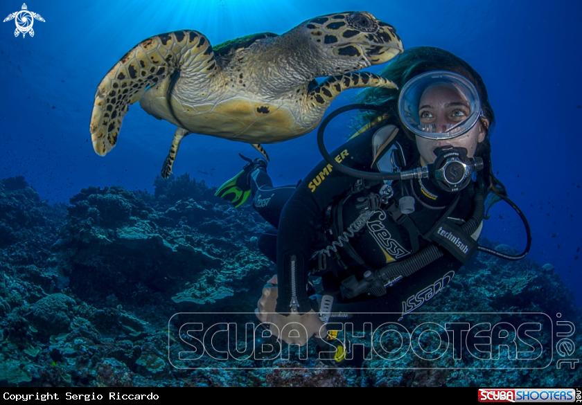 A Diver & Turtle