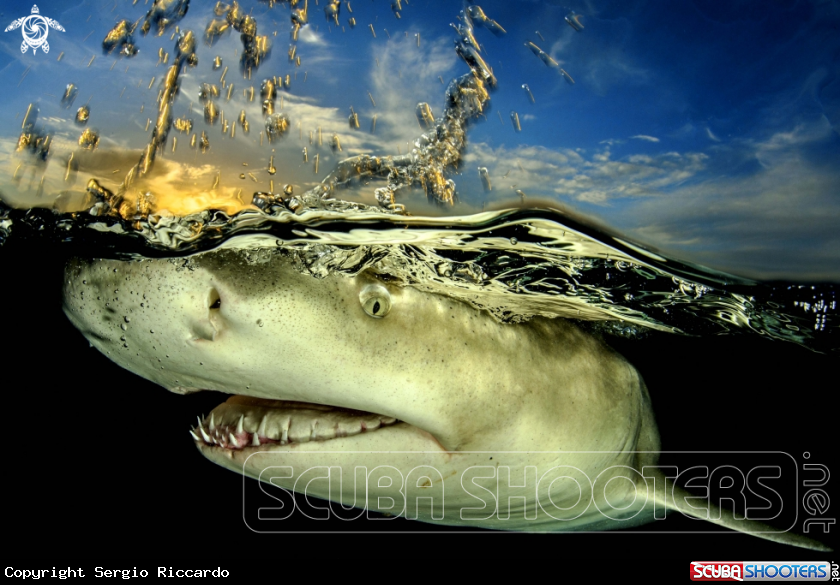 A underwater creature