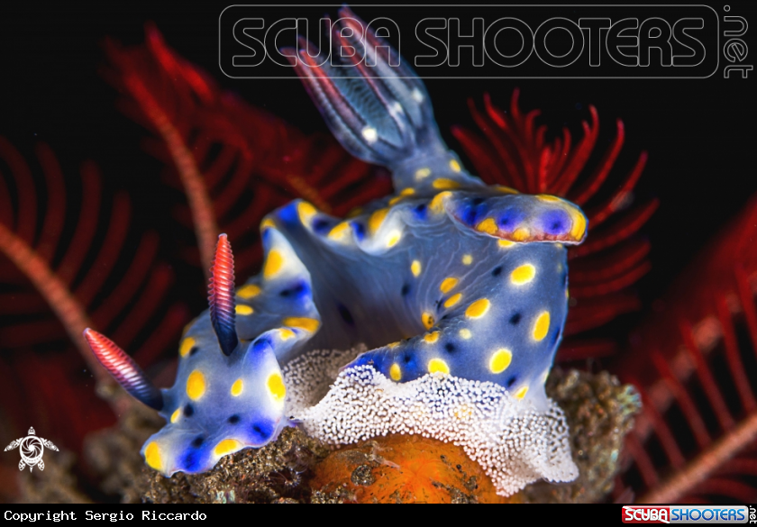 A Nudibranch