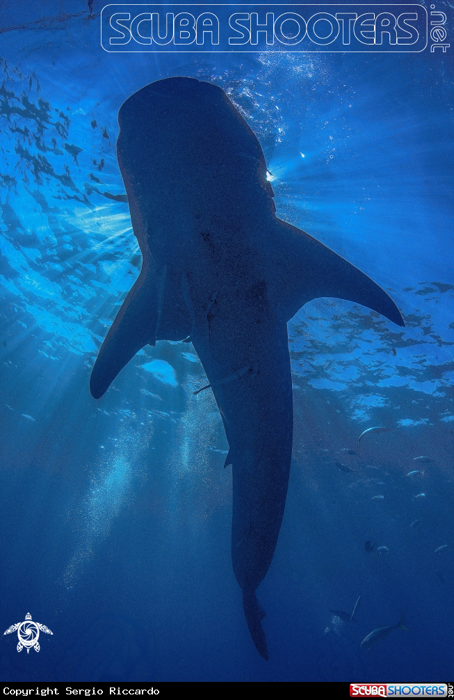 A underwater creature