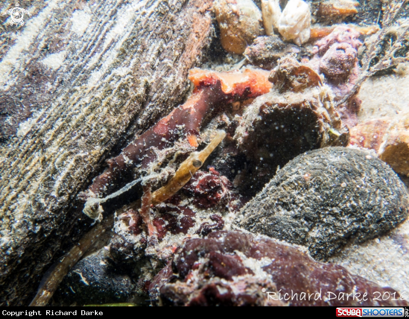 A Pipe Fish