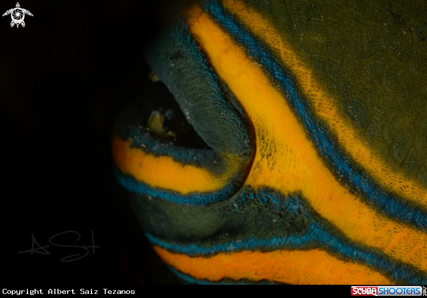 A Orange Lined Triggerfish