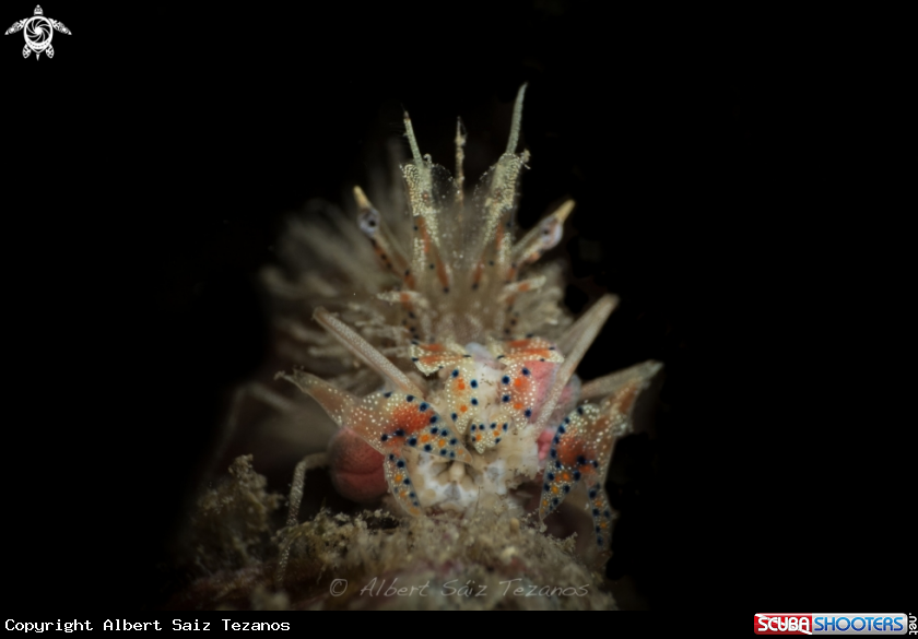 A Spiny Tiger Shrimp