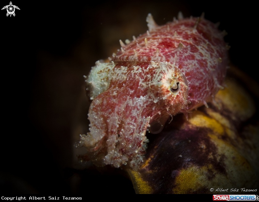 A Cuttlefish