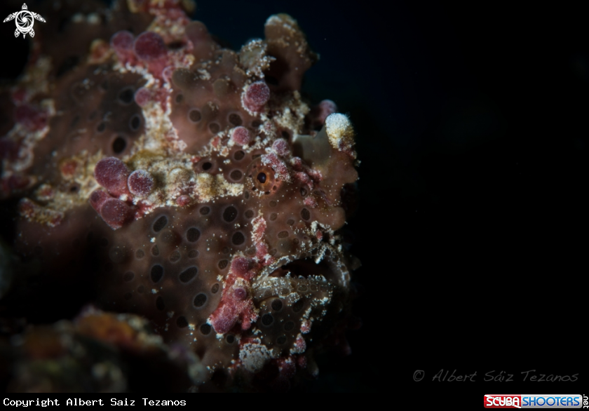 A Warty Frogfish