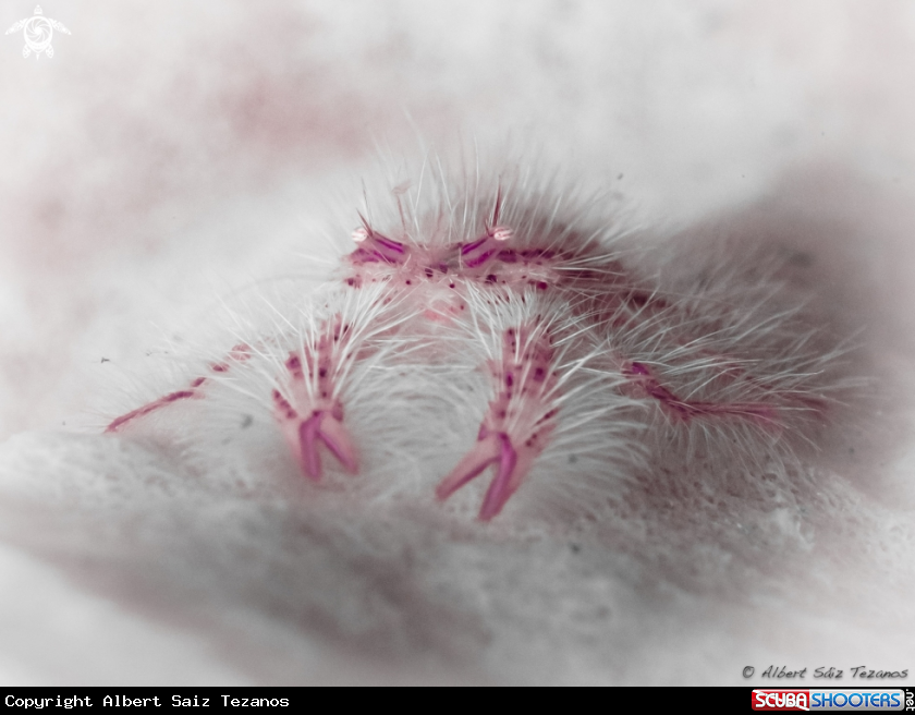 A Hairy Squat Lobster