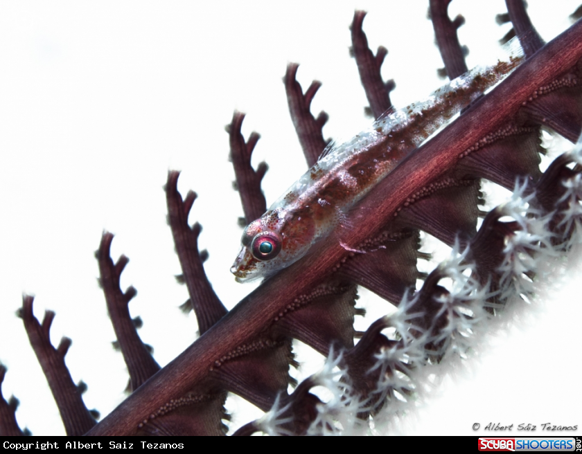 A Goby