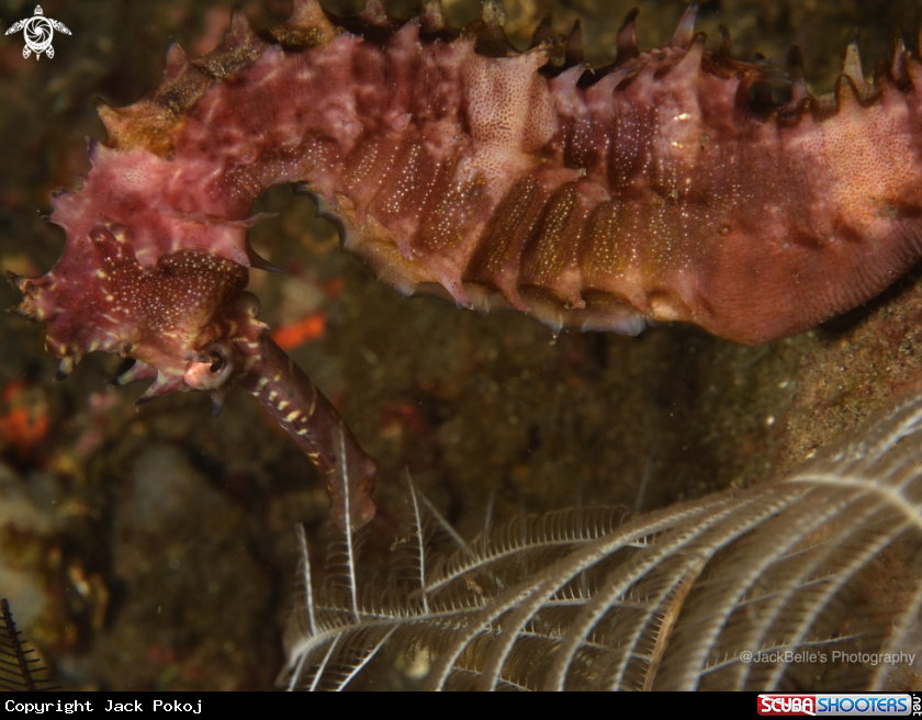 A Thorny Seahorse