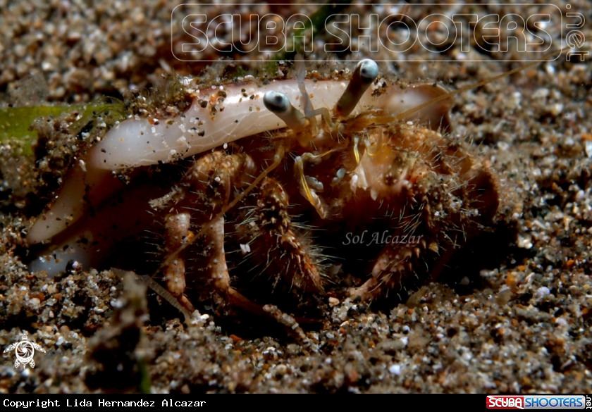 A hermit crab