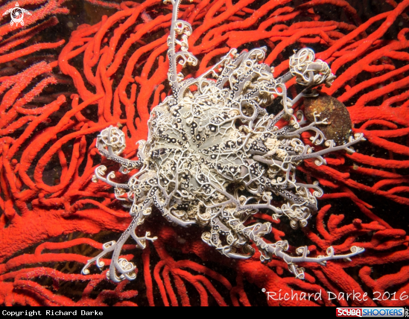 A Basket Star