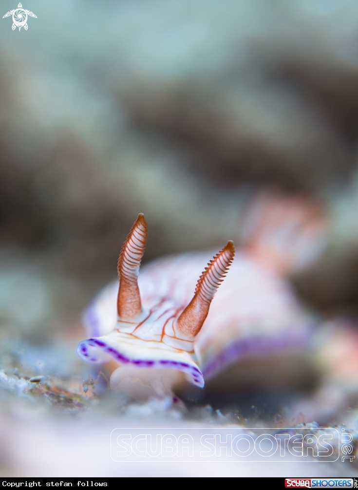 A Nudibranch