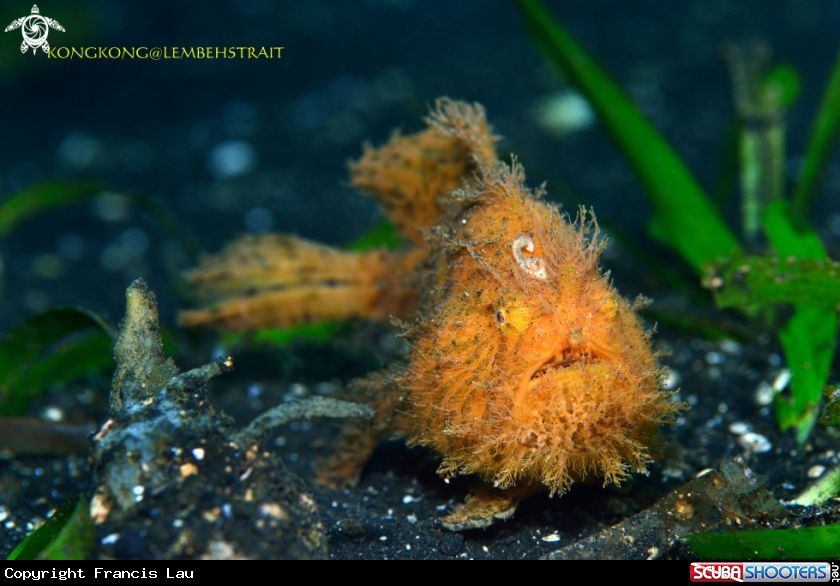 A Hairy Frogfish