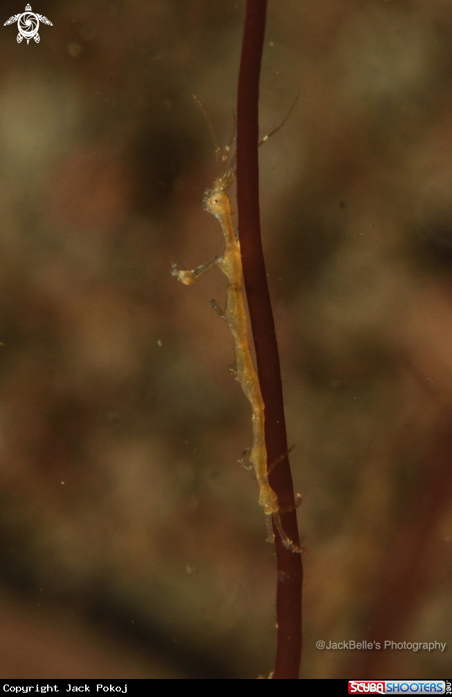 A Skeleton Shrimp