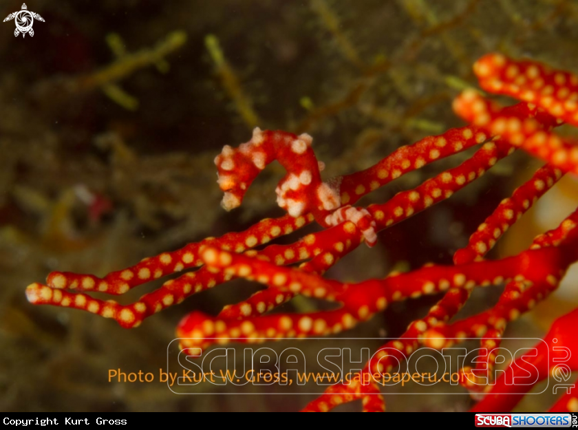 A Pygmy Seahorse