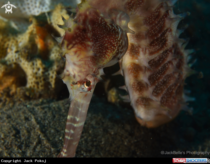 A Thorny Seahorse