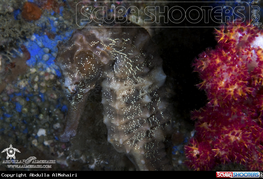 A seahorse