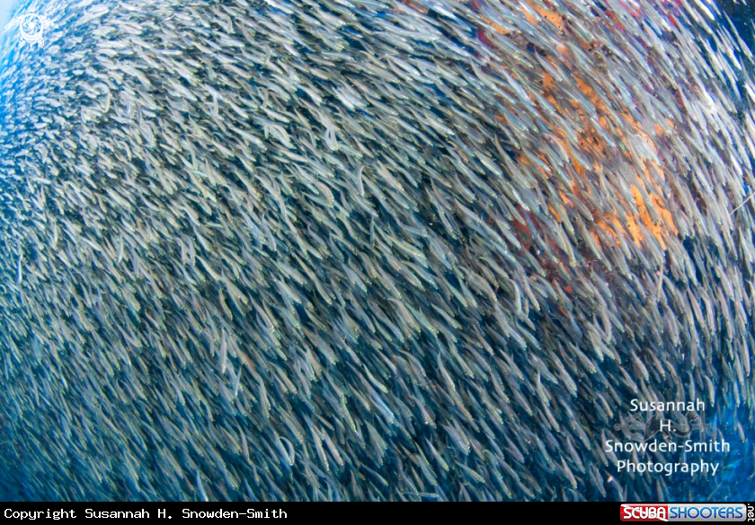 A Silversides