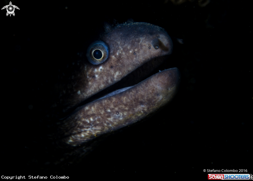 A Moray