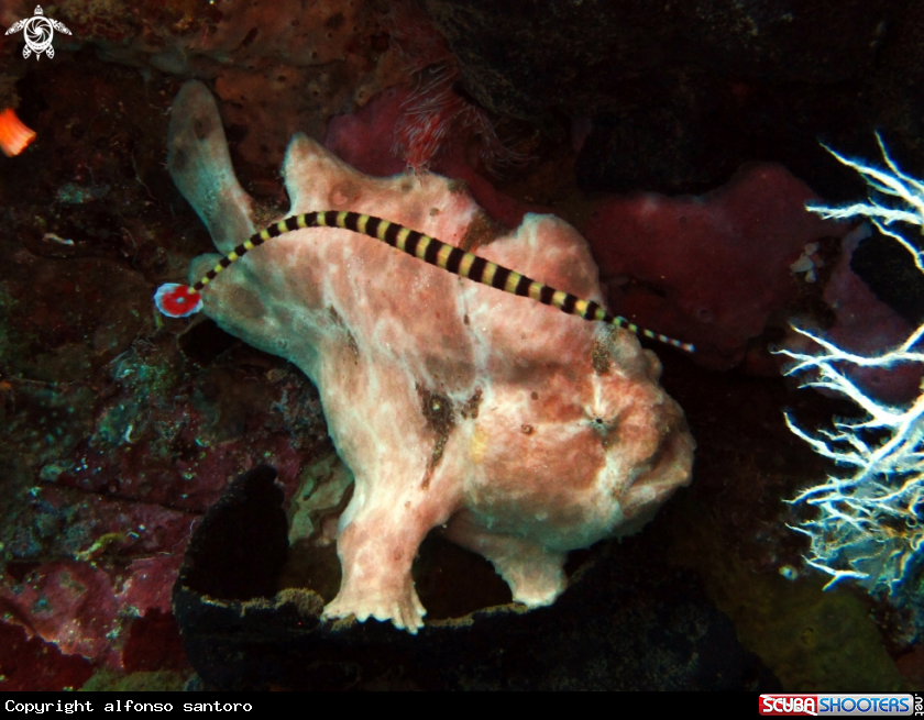 A frogfish