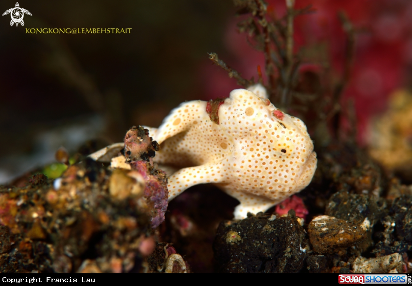 A Painted Frogfish