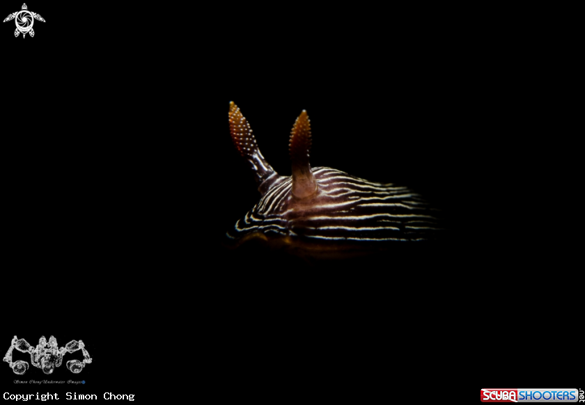 A Nudibranch