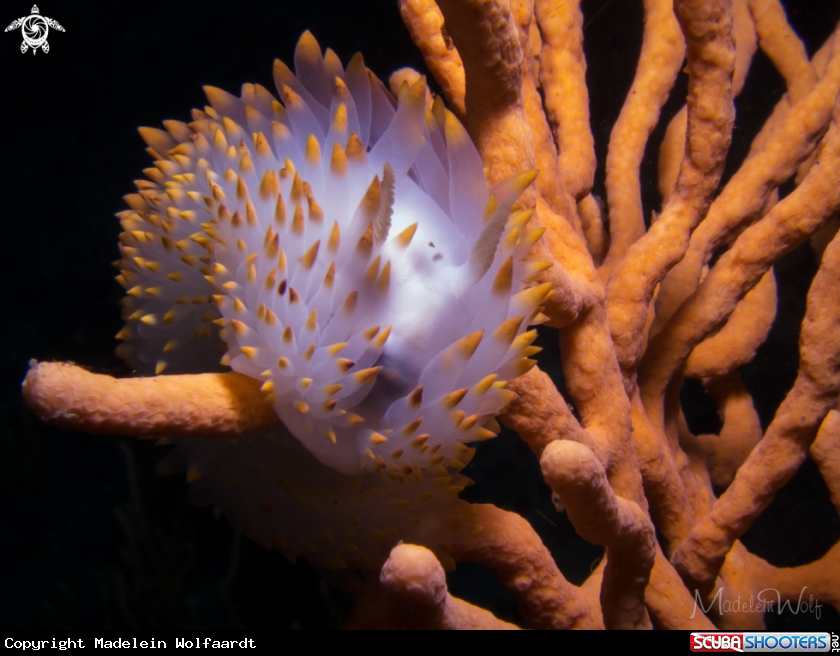 A Orange Gas flame Nudibranch