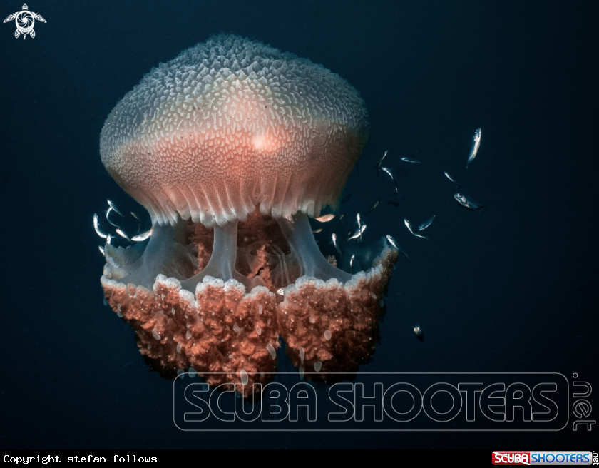 A Jellyfish