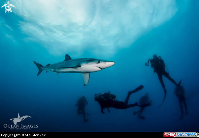 A Blue Shark