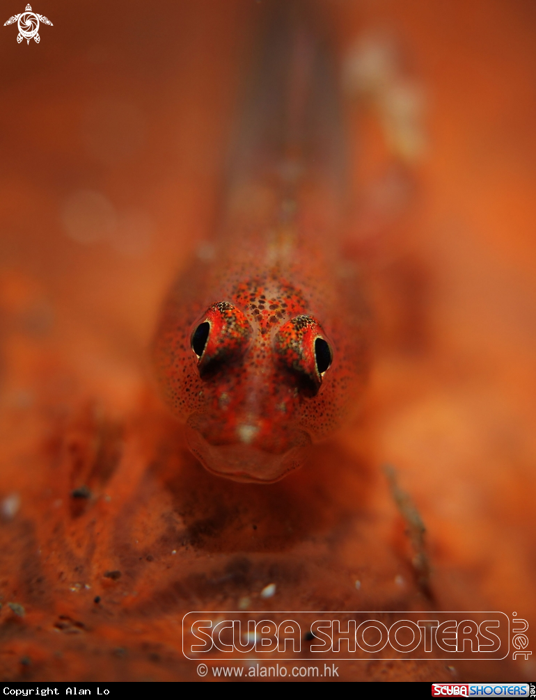 A goby