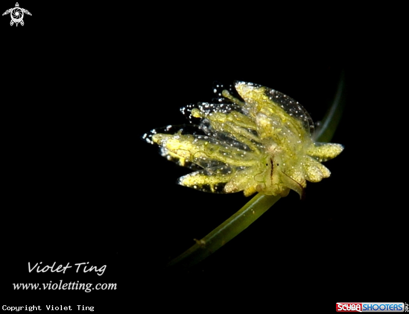 A Nudibranch