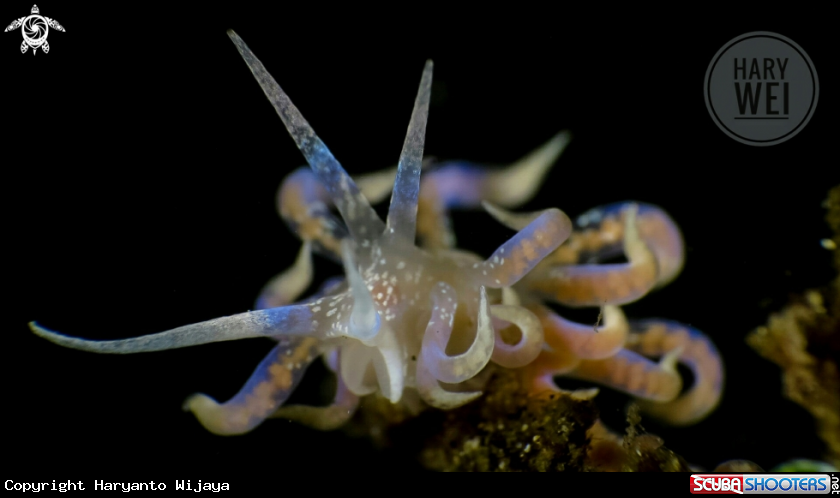 A Nudibranch