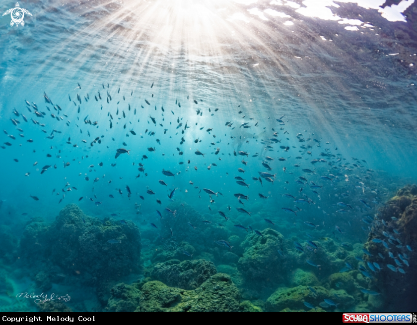 A fish & diver 