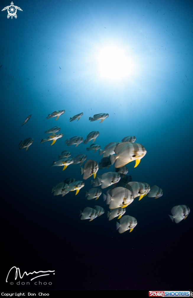 A Bat Fish