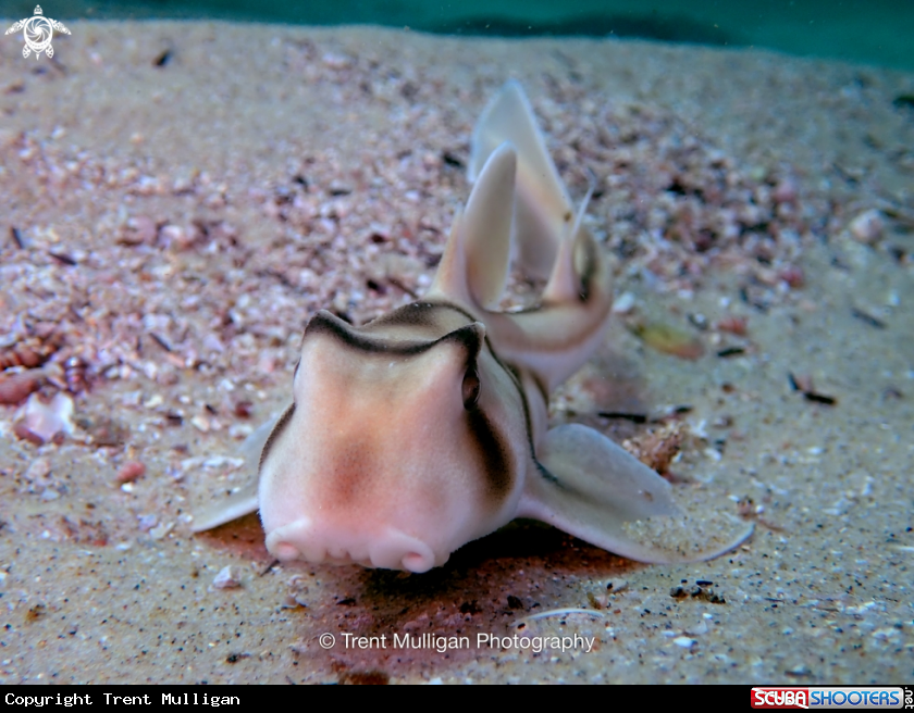 A Port Jackson Shark