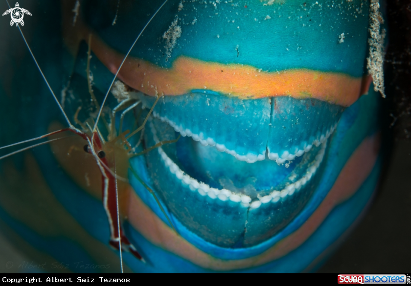 A Parrotfish