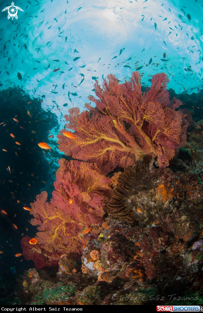 A Gorgonian Fan