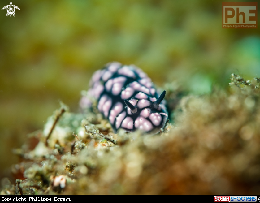 A Nudibranche