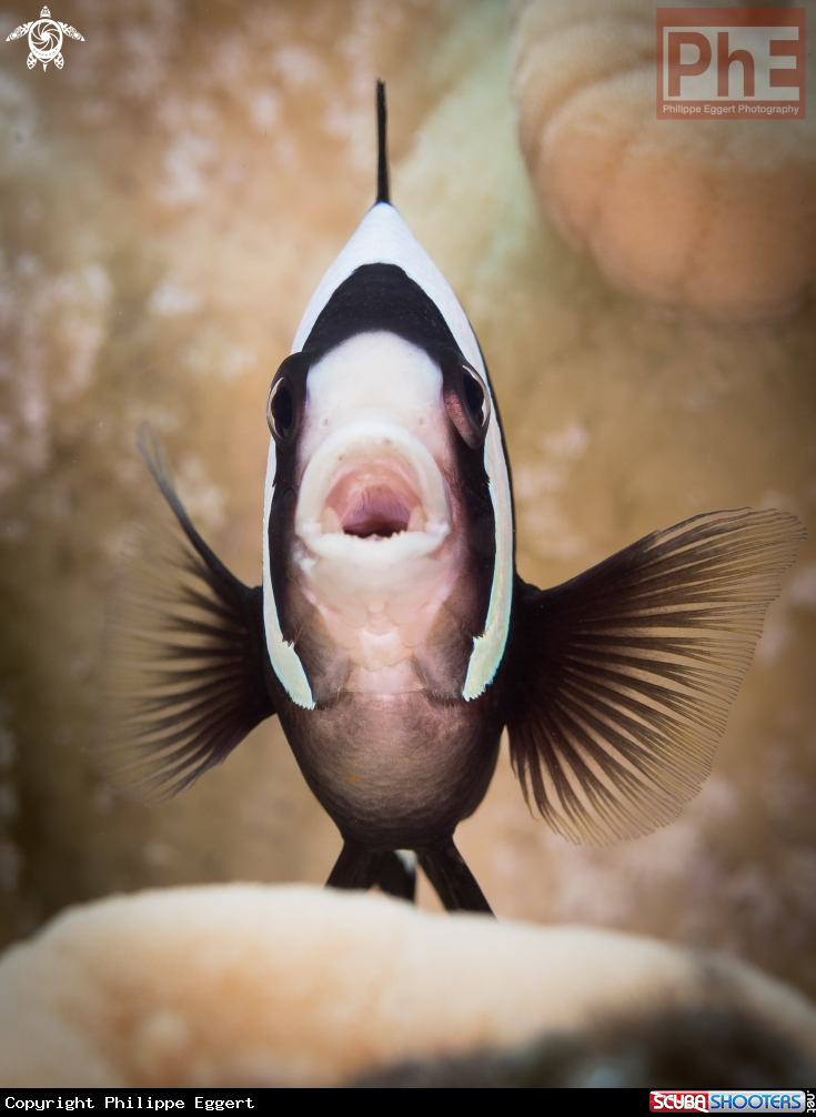 A Clark Clownfish