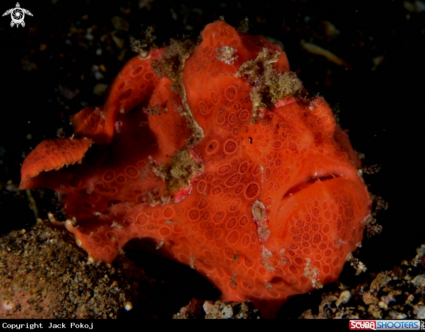 A Painted frogfish