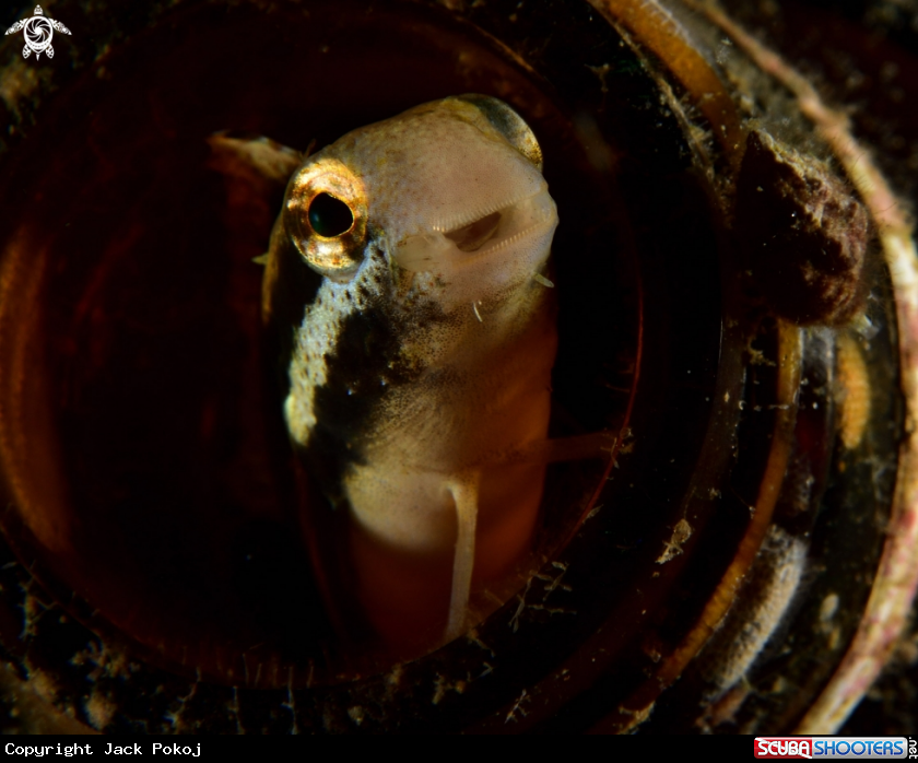 A Blenny