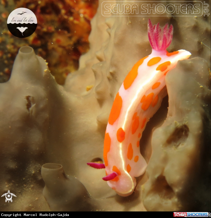 A Leatherjacket, Clown Nudibranch, Lion's Mane