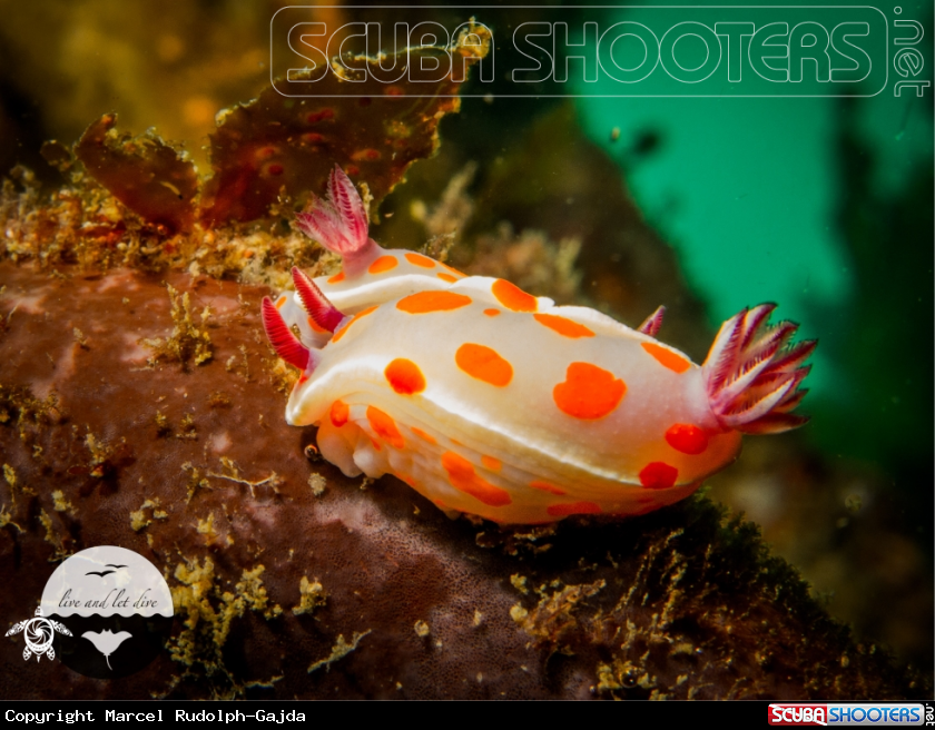 A Leatherjacket, Clown Nudibranch, Lion's Mane